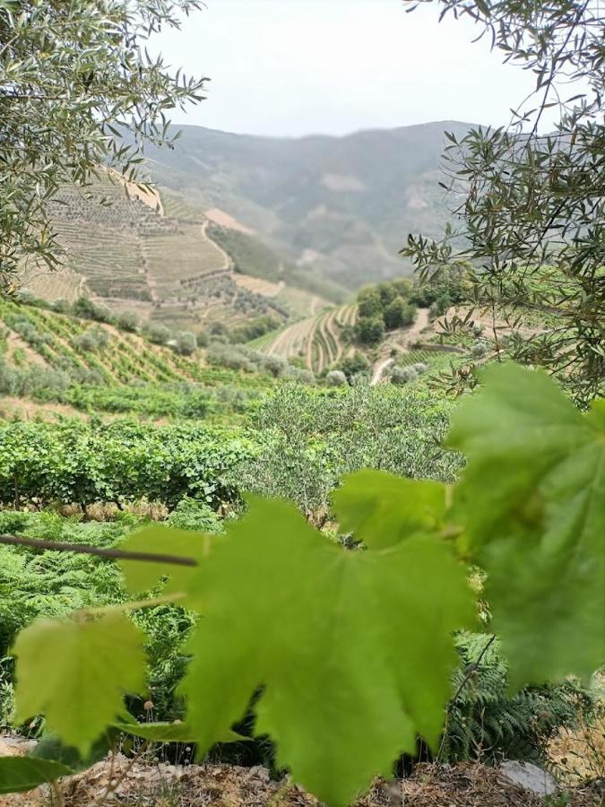 Quinta Da Laceira - Douro Valley - Alojamento Local Vila Real Esterno foto